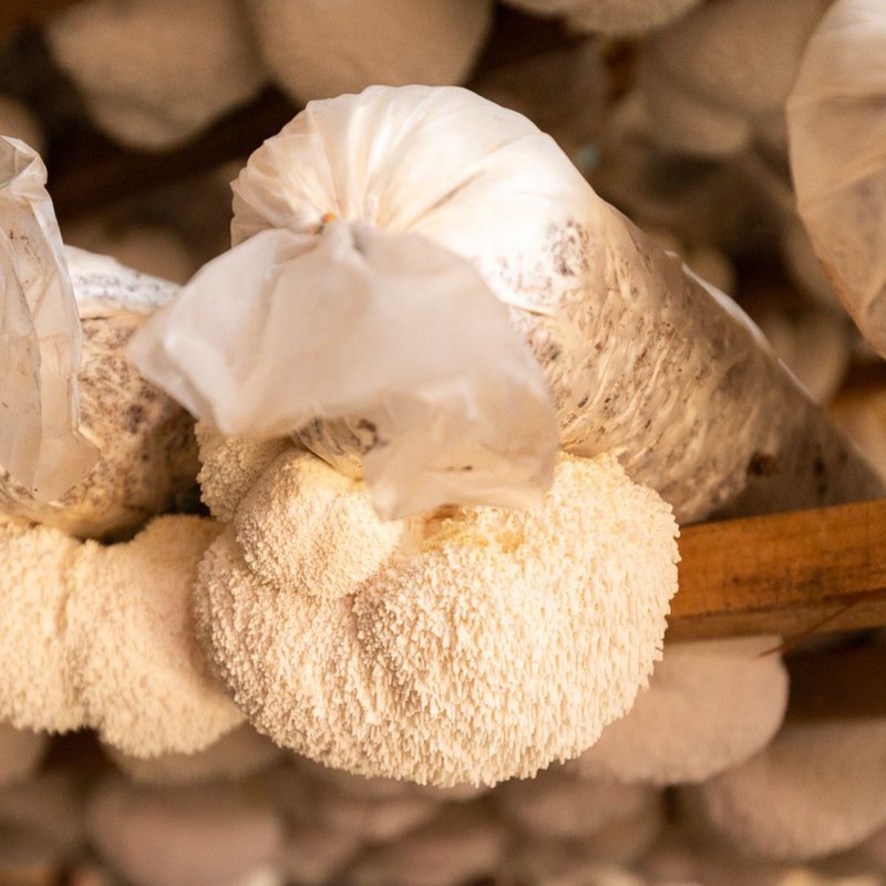 Lion's Mane Mushrooms