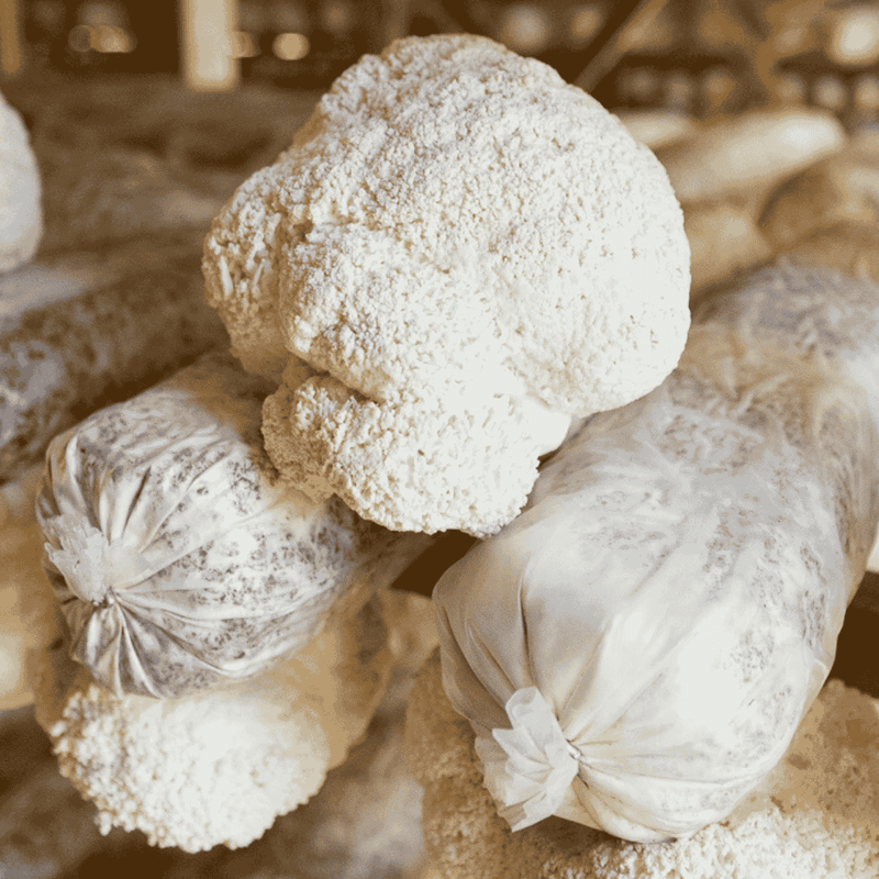 Lion's Mane Mushroom