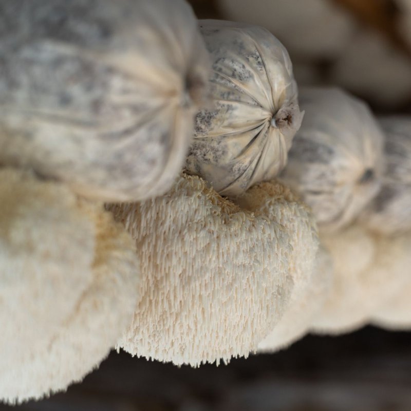 Raw Lion's Mane Mushrooms