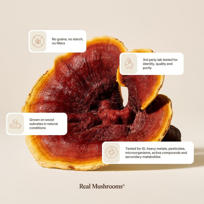 Real Mushrooms' Reishi mushroom