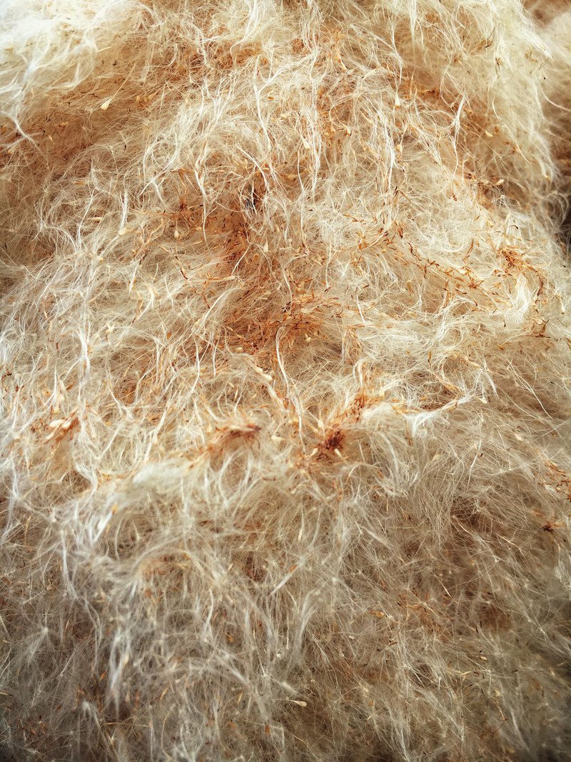 Raw wool (Photographer: Max Nayman)