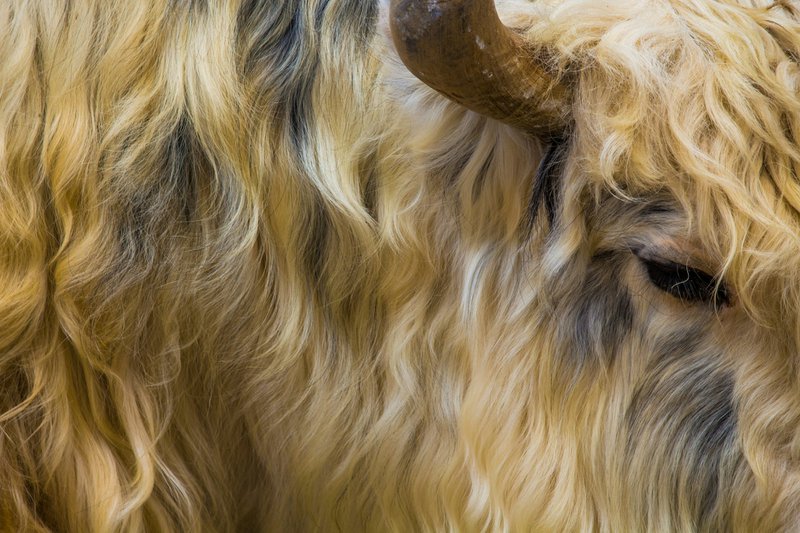 A close-up image of a yak’s hair (Source: Atul Vinayak)