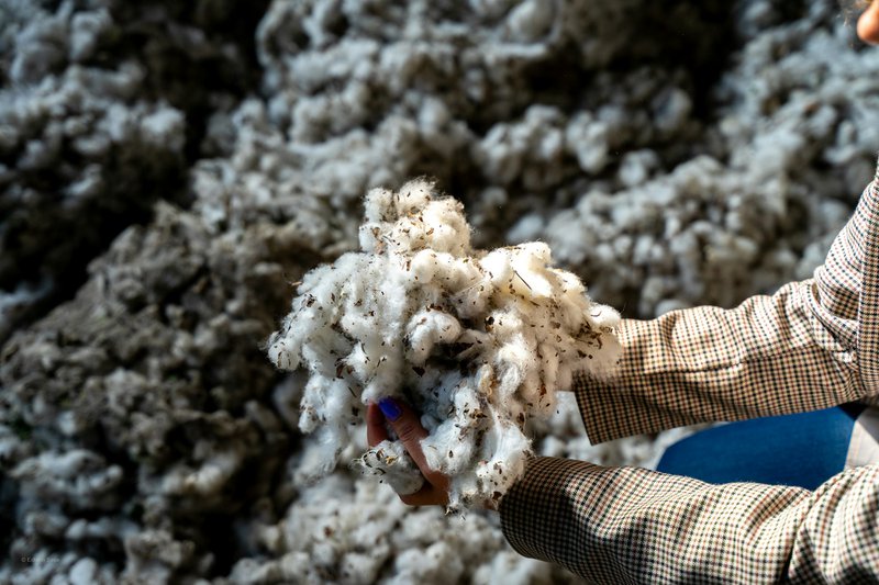 Raw cotton, not yet cleaned and carded (Source: Edhem ŞEŞE)