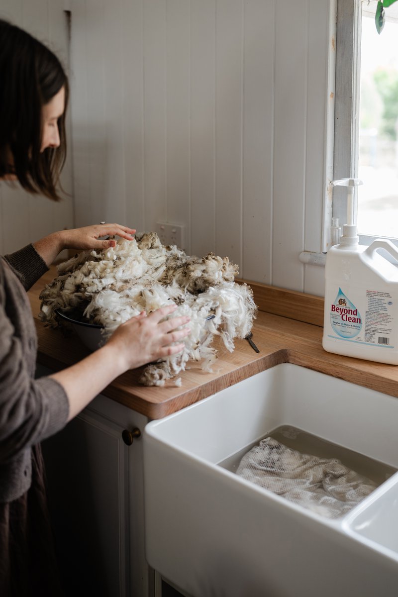 Dirty raw fleece being scoured with Beyond Clean (Photographer: Samantha Gehrmann)