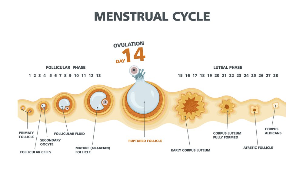 Basics Of Periods Understanding The Dos Don ts And Myths