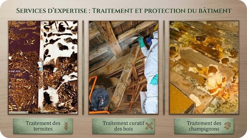 Traitement du bois - Champignons, xylophages et termites Traitement du bois - Champignons, xylophages et termites