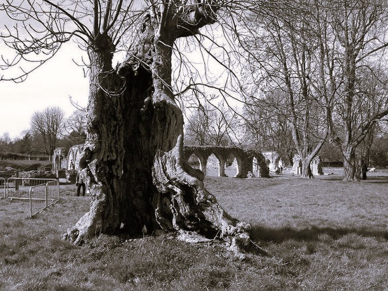 ash tree