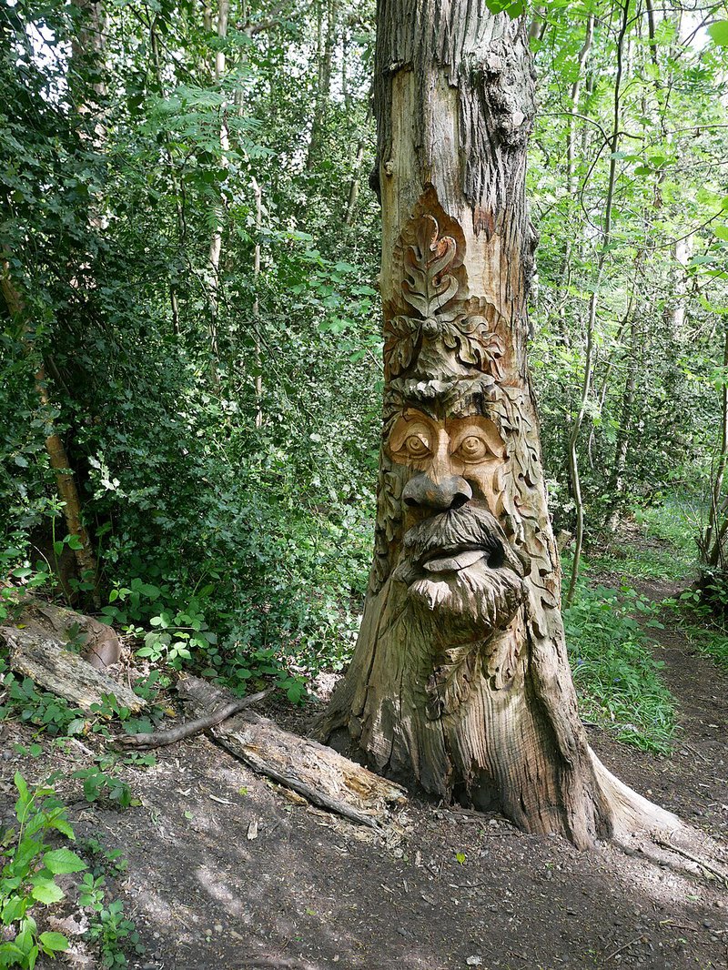 ash tree