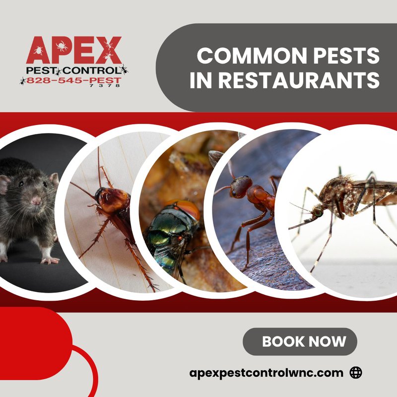 Pest Control In Restaurants