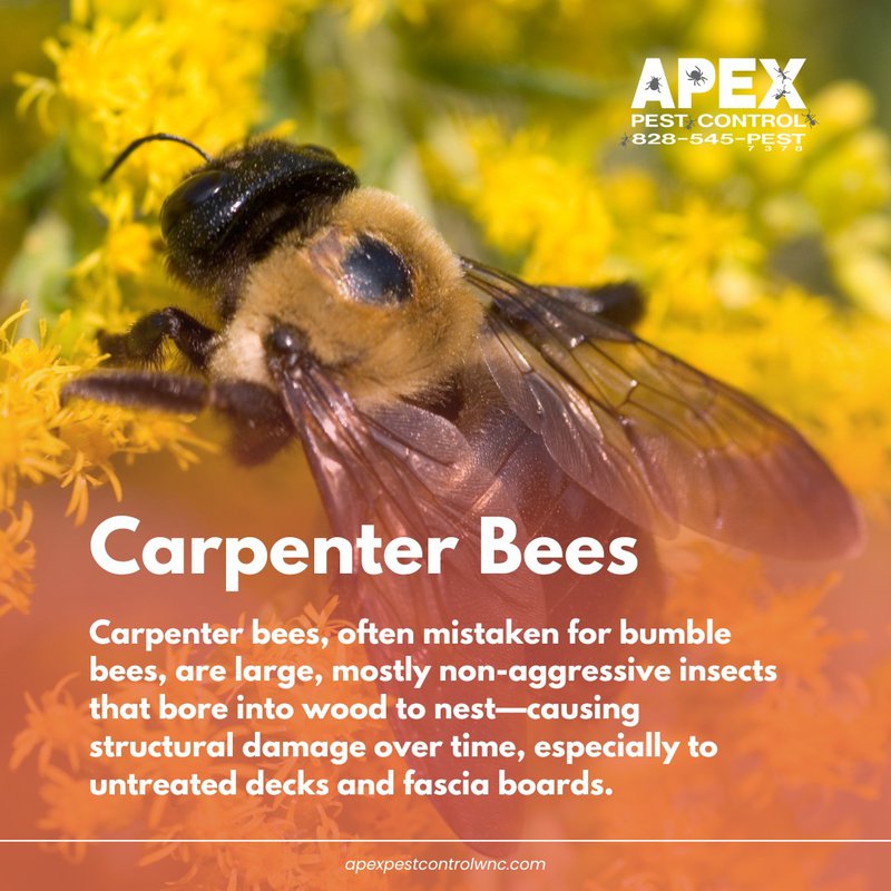 Stinging Insects in North Carolina: The Buzz on What’s Lurking in Your Backyard 1