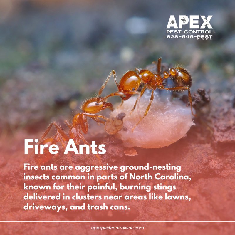 Stinging Insects in North Carolina: The Buzz on What’s Lurking in Your Backyard 3