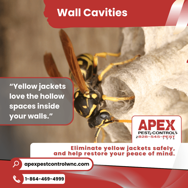 Where Yellow Jacket’s Will Hide 2