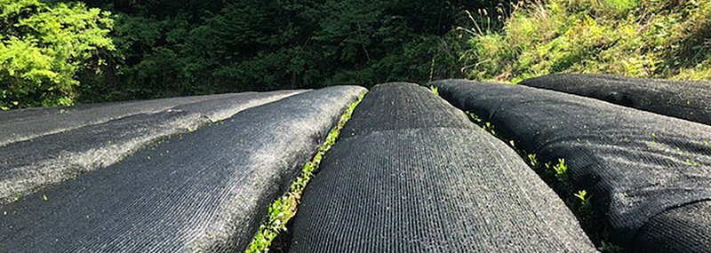 Overschaduwde Gyokuro-theevelden in Japan, voor een zachte, zoete smaak en rijke antioxidanten.