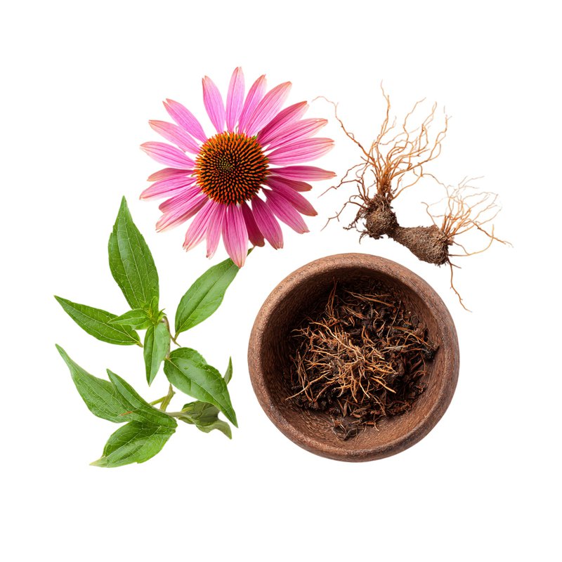 Echinacea plant with root, leaves, and flower dissected, highlighting its medicinal properties for immune support