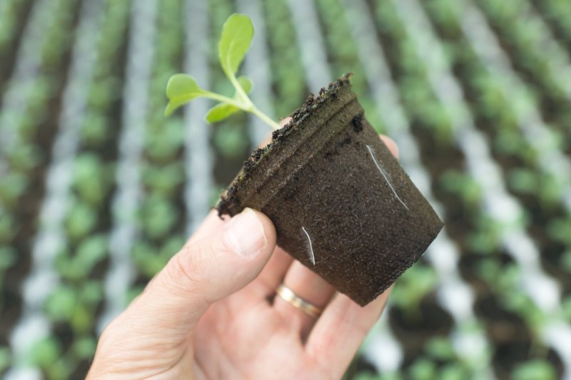 Hand holding a Jiffy Pot with a young seedling and white roots emerging through the pot wall.