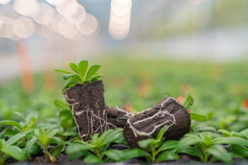 Two Jiffy Preforma plugs among young plants, with white roots visible along the outside of the growing medium.