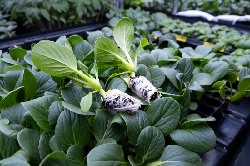 Leafy green seedlings growing in a tray, with two plants lifted to show their roots and growing medium.
