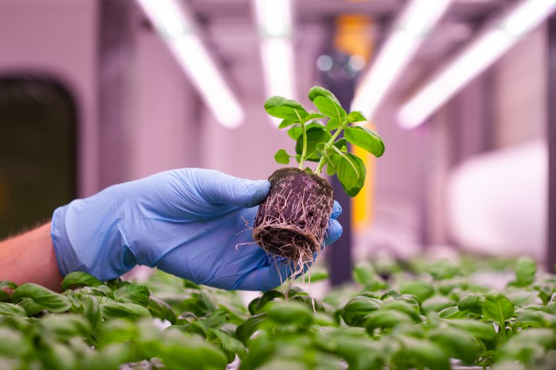 Gloved hand holding a seedling in a Jiffy Pellet, with roots visible around and below the pellet.