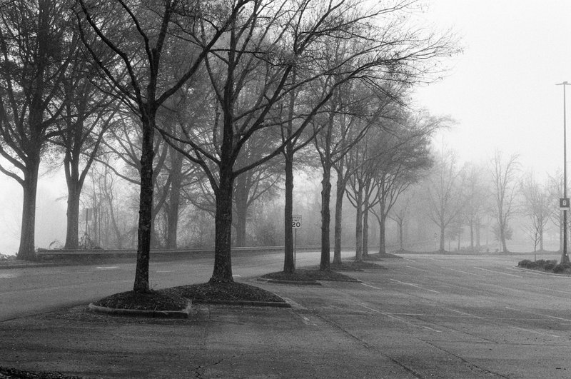 Bare trees in a foggy parking lot, overcast light, empty asphalt with no vehicles, institutional vacancy.