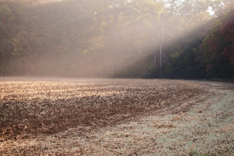Green trees and brown grass field in early spring, muted tones with a visible horizon line under a pale sky.