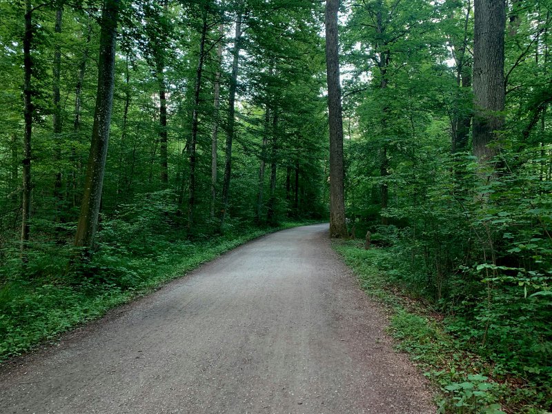 A narrow footpath visible between two wider, more worn dirt roads in a muted forest setting, suggesting a less-traveled middle route.