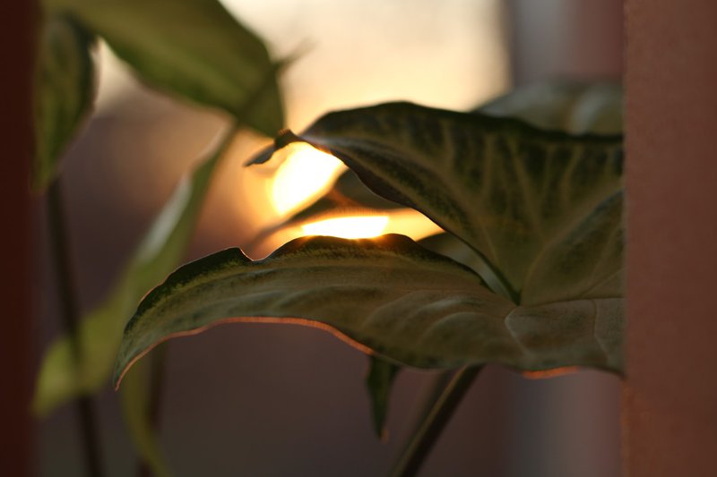 A close-up of a small plant near a window, warm light falling on a single point of growth, the quiet focus of something specific being tended rather than broadcast to scale