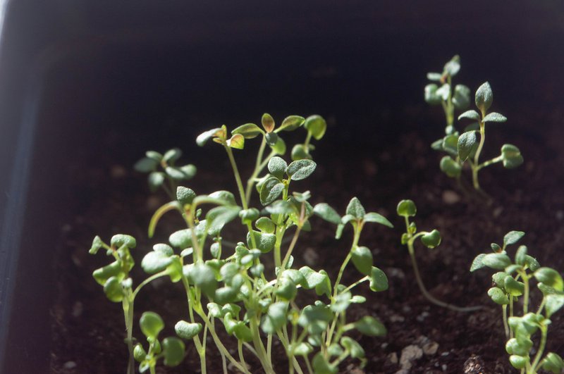 A close-up of small plants growing in dark soil, the deliberate, patient emergence of focused growth, each seedling distinct and intentional
