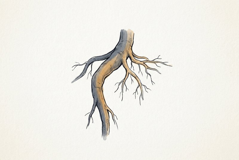 A single mature root emerging from soil, thick and deeply anchored, with smaller newer growth visible beside it, rendered in minimal ink linework on textured paper.