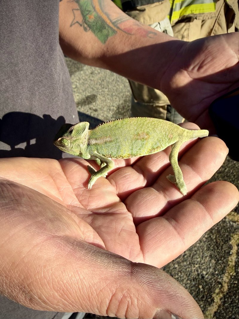 Rescued Reptiles