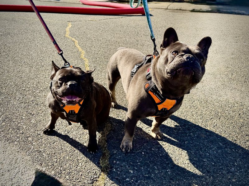 Dogs rescued from the fire.