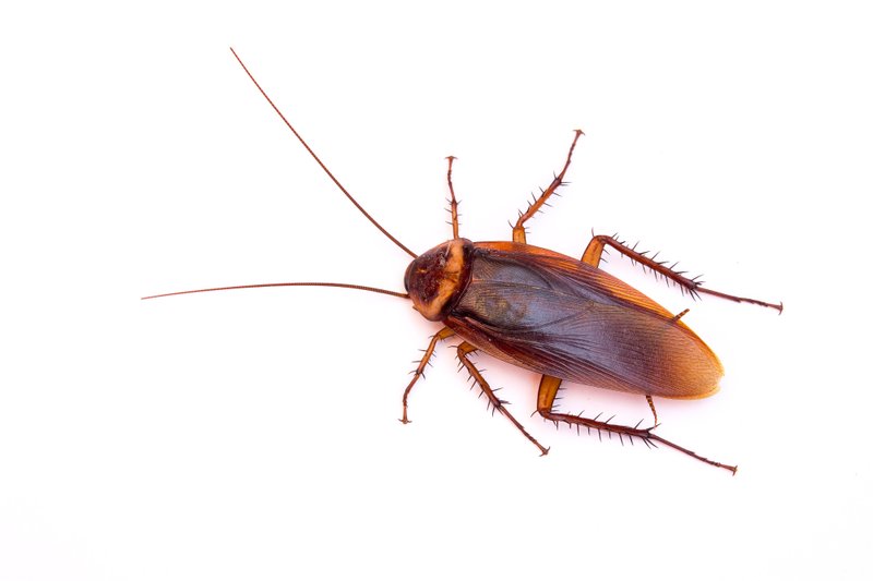 Top view a dead cockroach on white background