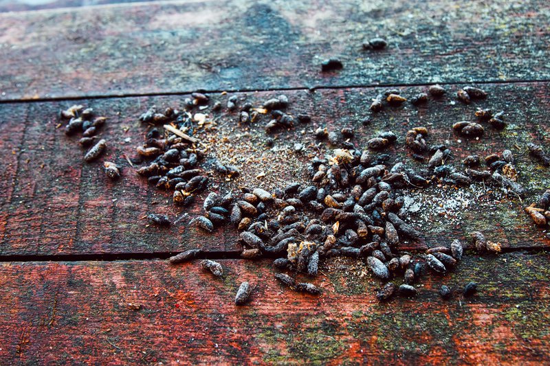 Rat feces on the doorstep of a village house. The war of rodents and humans. To date, the victory remains with the rat people