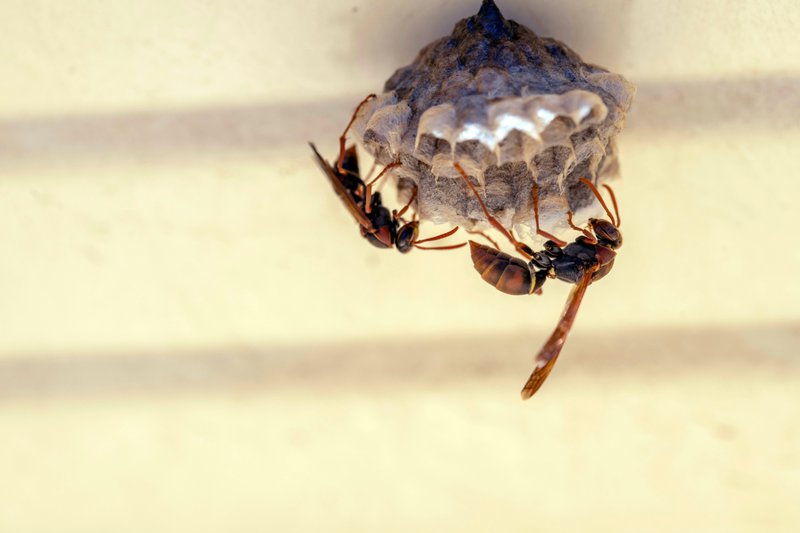 Australian Paper Wasps (Polistes humilis) on a plant in Sydney, NSW, Australia. The nest of the paper wasp is a series of cells shaped like an inverted cone made from saliva mixed with wood fragments. (Photo by Tara Chand Malhotra)