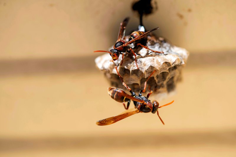 Australian Paper Wasps (Polistes humilis) on a plant in Sydney, NSW, Australia. The nest of the paper wasp is a series of cells shaped like an inverted cone made from saliva mixed with wood fragments. (Photo by Tara Chand Malhotra)