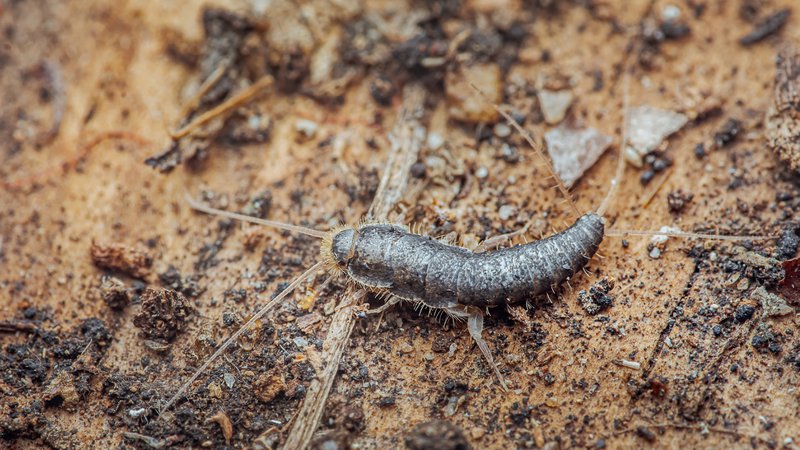 Silverfish, a common household pest, is crawling on a wooden surface covered with small dirt particles and debris, showing its distinct segmented body and antennae in a detailed macro view