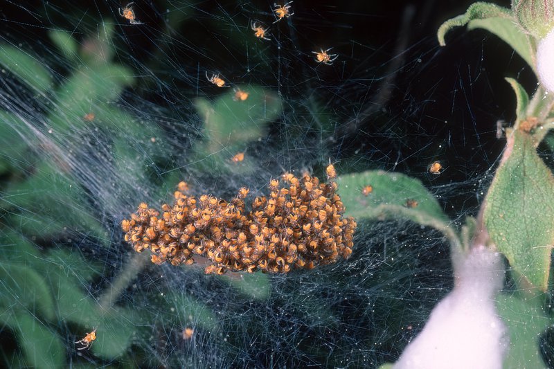 Migliaia di ragnetti appena nati affollano questa tela subito dopo la schiusa delle uova.
Sardegna, Italia
Young spiders on the web. All spiders lay eggs in some sort of silk-wrapped cocoon. The cocoon is then either guarded by the female or carried with her until the eggs hatch. In some species of spiders, the young cling to the back of the mother and are carried about. Sardinia, Italy