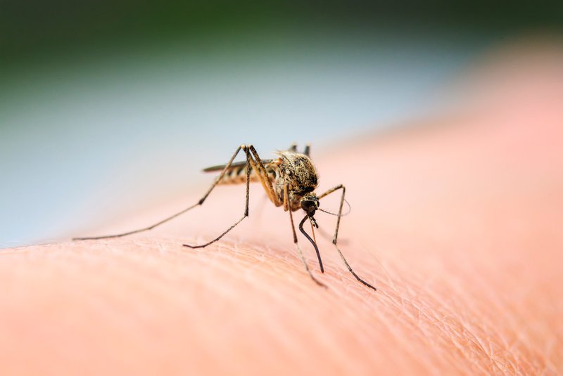 nasty insect mosquito sitting on her hand and drinks the blood of the pierced skin