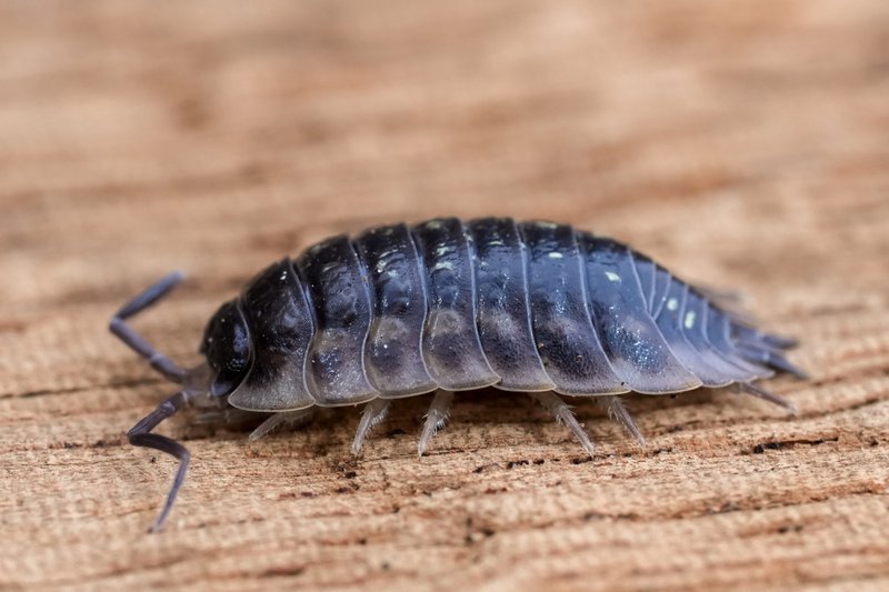 Extreme close-up capture a Oniscus asellus woodlouse on a wooden surface. Detail showcase its segmented body, armor-like plates, and minute legs. Use illustrate natural world