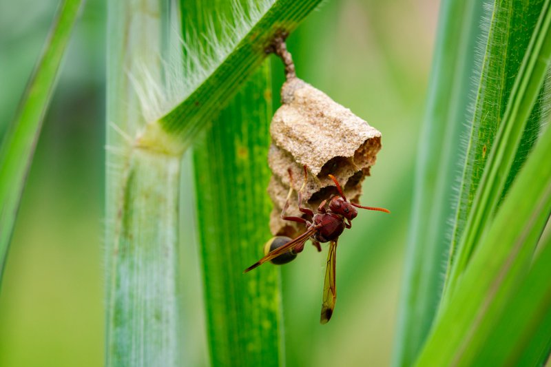 Image of Common Paper Wasp (Ropalidia fasciata) and wasp nest on nature background. Insect. Animal