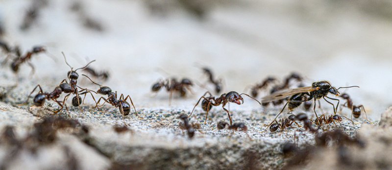 Close-up of black ants marching across textured surface