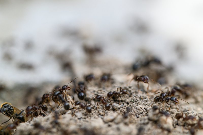 Ants crawl over sandy surface. Group of black ants moving together