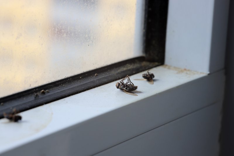 Dead house flies on a dirty window sill.