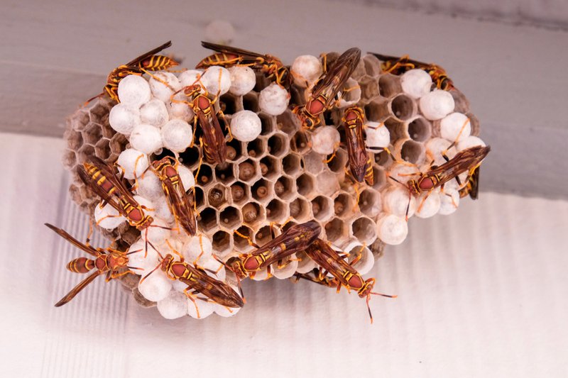 A large nest of busy paper wasps with several eggs and larvae in the cells - Raleigh North Carolina