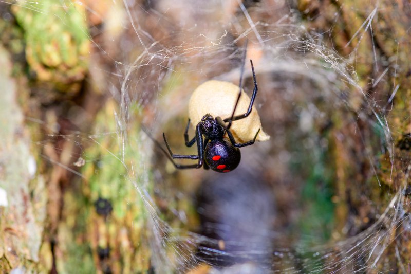 Southern  Black Widow (Latrodectus mactans) or shoe-button spider, guarding her egg sack