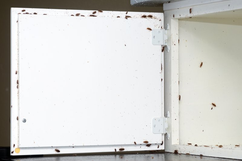 A lot of cockroaches are sitting on a white wooden shelf.The German cockroach (Blattella germanica). Cockroach Infestation