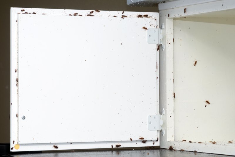 A lot of cockroaches are sitting on a white wooden shelf.The German cockroach (Blattella germanica). Cockroach Infestation