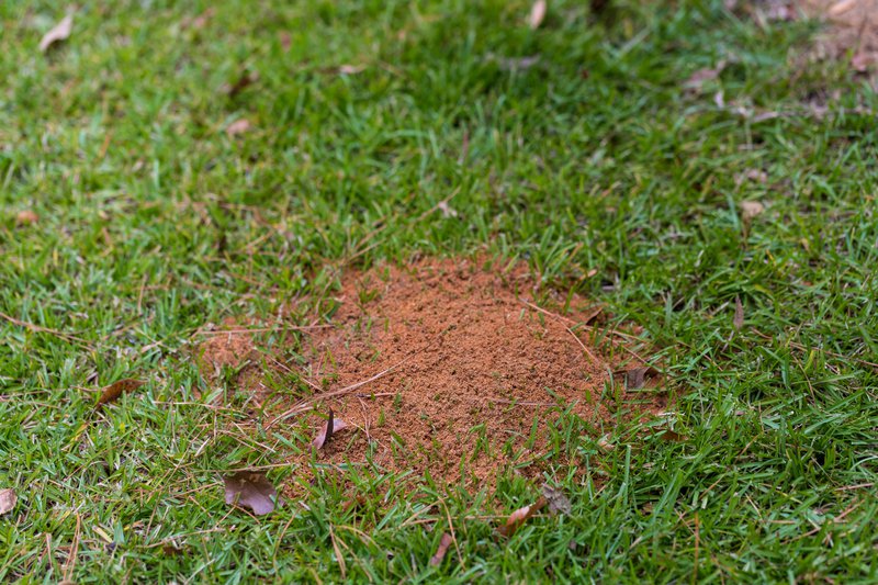 large fire ant mound in green grass with copy space, shallow depth of field