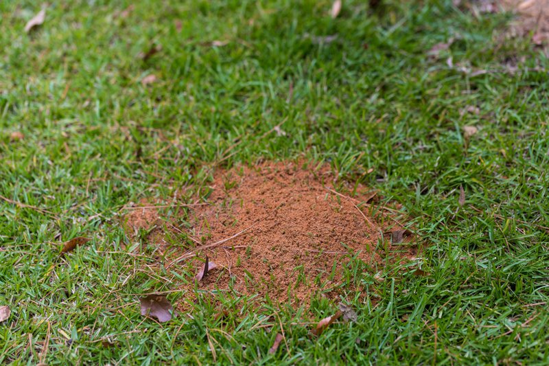 large fire ant mound in green grass with copy space, shallow depth of field