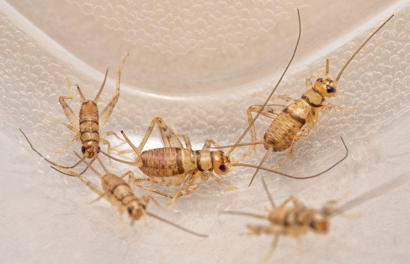 Banded house crickets,  Gryllodes sigillatus, that are used as pet food for reptiles, birds, amphibians, and insectivorous arthropods