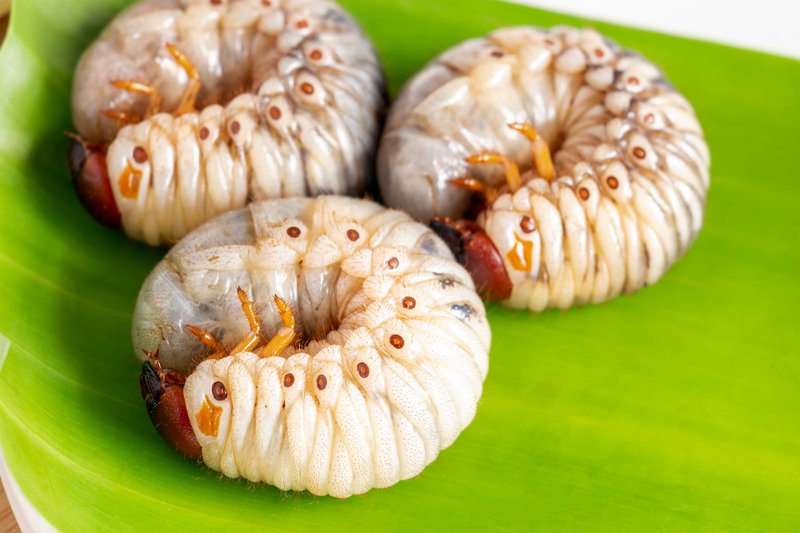 Grub Worm or Oryctes Rhinoceros Beetle. Insects food for eating cooked larva fried or baked on banana leaf in plate, it is good source of protein which edible. Entomophagy and future food concept.